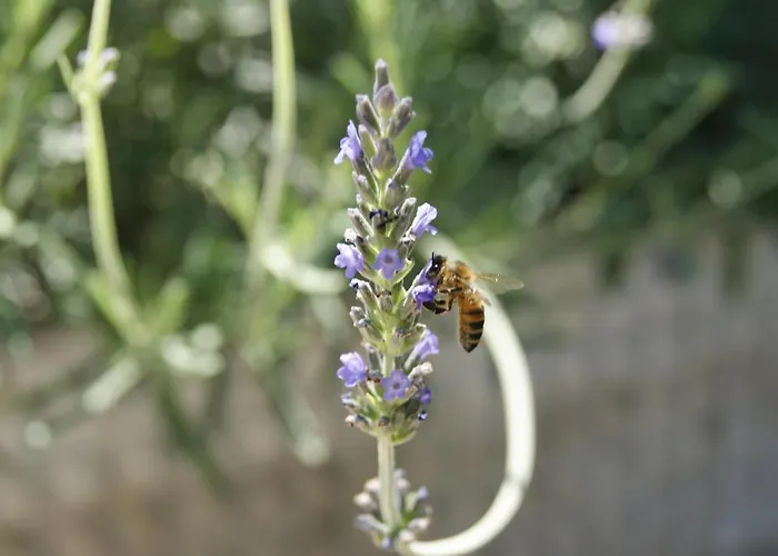 Le Tre Querce Di Casa Mia 4*