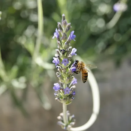 Le Tre Querce Di Casa Mia *